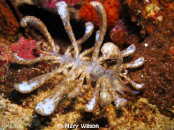 Solar Power Nudibranch I found at Raja Ampat it was about... by Mary Wilson 